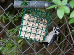 Whether you start with an online order, phone call, or come ask questions at the store. Common Backyard Birds In Nebraska Lists Photos Id What Birds Are In My Backyard
