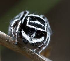 One is called the sparklemuffin peacock spider and the other is the skelatorus. Two New Species Of Peacock Spiders Nicknamed Sparklemuffin And Skeletorus Discovered In Australia