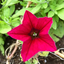 Annual flowers or annual plants are those that live for only one growing season before producing seeds and dying. New Plants For 2021 Gardens Eye Catching Annuals And Perennials