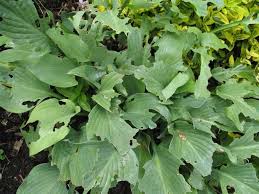 Check spelling or type a new query. Hosta Problems
