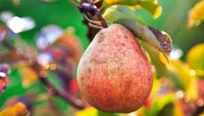 Wann ist der richtige zeitpunkt? Birnbaum Schneiden Im Winter Bringt Eine Reiche Ernte Im Herbst