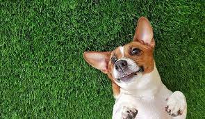 The Best Artificial Grass For Dogs Guide Install It Direct Artificial Grass For Dogs Fake Grass For Dogs Smiling Dogs