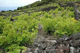 Vin Wikipedia En 2020 Vin Paysage Ile