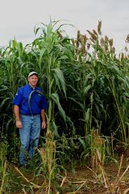 Check spelling or type a new query. The Gateway Sorghum Sudan King S Agriseeds