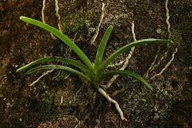 Image result for Rangaeris muscicola