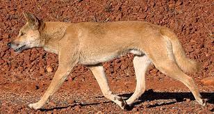 Choose your ideal dog breed based on your lifestyle preferences. Dingo Wikipedia