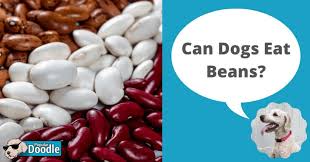 Just make sure that you avoid beans that have been canned or flavored in some way. Can Dogs Eat Beans Are Beans Good For Dogs