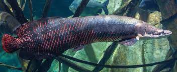 Fisherman Was Out For Fishing But What He Found Is Really Terrifying Freshwater Fish Tropical Freshwater Fish Saltwater Aquarium Fish