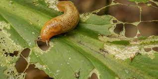 Once inside, they will drown. 12 Simple Ways To Banish Slugs From Your Garden