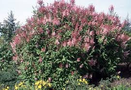 Image result for Syringa prestoniae