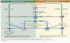 immunity diagram quizlet