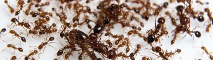 Maybe you would like to learn more about one of these? Sustainable Fire Ant Control Uf Ifas Extension