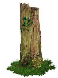 Rotten Old Tree Stump Png By Alz Stock And Art On Deviantart Tree Stump Tree Old Tree