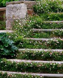 The Romantic Froth Of Seaside Daisy Erigeron Karvinskianus Flourishes In The Crevices And Paving Of Hero Front Yard Garden Cottage Garden Beautiful Gardens