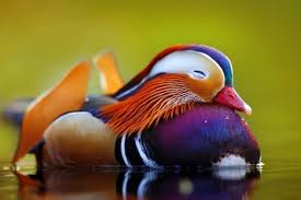 22 gambar mewarnai bebek untuk anak 2019 marimewarnaicom. 14 Spesies Bebek Liar Paling Menggemaskan Dan Warna Warni