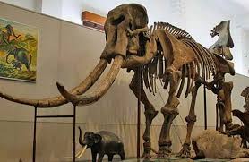 13ribu+ Koleksi Fosil Manusia Purba Museum Purbakala Sangiran - TOPWISATA