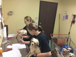 We did not find results for: Update All But One Cat From Both Ramona Humane Society Facebook