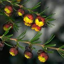 Boronia Megastigma Was Reminded Today Of How Amazing Their Fragrance Is Might Have To Find Room For Some Pe Plants Australian Native Flowers Native Plants