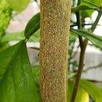 Image result for Citropsis