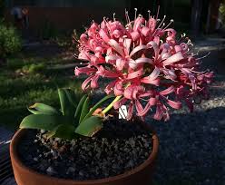 Image result for Ammocharis