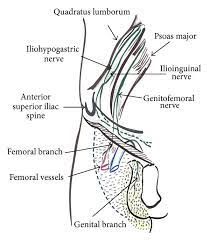 Check with your doctor sounds like it could be an inguinal hernia, and it maybe the bowel is pushing to * the area while you are walking or gravity is pulling area down. Anatomy Of Nerves Around The Inguinal Region Download Scientific Diagram