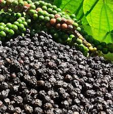 Maybe you would like to learn more about one of these? Black Pepper By Ceylon Organic Spicy Made In Sri Lanka