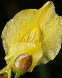 Image result for Utricularia  minor