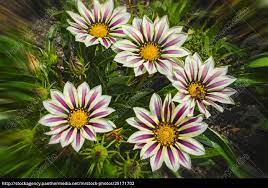 Die gazanie ist eine pflanze aus südafrika und der deutsche name ist mittagsgold. Gazanien Gazania Auch Mittagsgold Stock Photo 25171702 Bildagentur Panthermedia