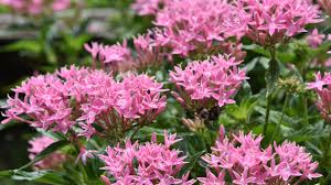 Image result for Pentas schimperi