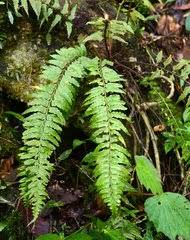 Image result for Asplenium musiraense