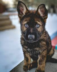 Dogs Panosundaki Pin
