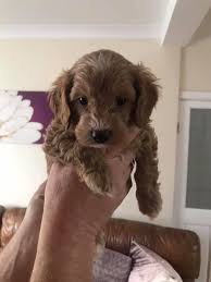 If you're looking for a cavapoo puppy for sale,cavapoo puppies for sale under $500,teacup cavapoo puppies for sale near me,cavapoo puppies for sale in ohio,cavapoo puppies for sale under $1000,cavapoo puppies for adoption,cavapoo puppies for sale florida,available. Beautiful Cavapoochon Puppies Community Facebook