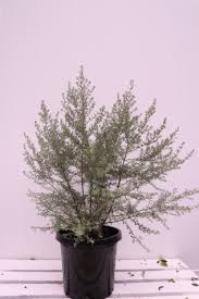 It originated in cultivation at wynyabbie nursery in jindalee. Westringia Wynyabbie Gem Wholesale Plant Nursery Melbourne