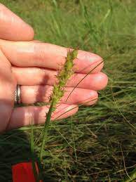 Image result for Cenchrus