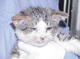 Feline Calicivirus Infection