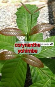 Image result for Corynanthe