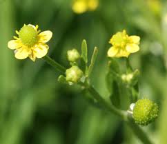 Image result for Ranunculus sceleratus