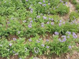 A la hora de enfrentarnos a una entrevista de trabajo en inglés, no hay nada que nos aleje más del puesto deseado que un uso incorrecto del lenguaje. Eng Fr Blog Services Resources About Us Awards Contact Sustainable Agriculture Who We Are Services Resources Earlier Blog Stories 100 Words For Corn Or At Least 50 A Brief History Of Soy A Burning Hunger A