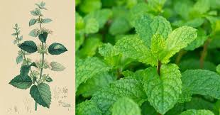 Image result for Melissa officinalis