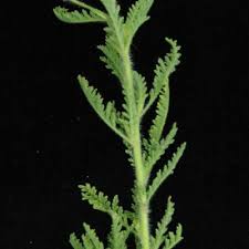 Image result for Jamesbrittenia burkeana