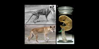 See more ideas about thylacine, tasmanian tiger, tasmanian. Secrets From Beyond Extinction Unlocking The Thylacine Genome The Royal Society Of Victoria