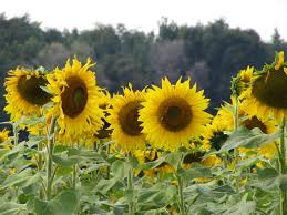 Angus and elise, from my project: Rockton Il Just Out Of Town Is This Sunflower Field Very Beautiful Photo Picture Image Illinois At City Data Com