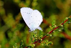 What Does It Mean When You See A Butterfly Spiritual Meaning Butterfly Symbolism White Butterfly Butterfly Meaning