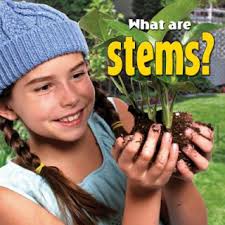 What are stems?