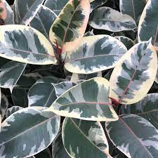 Ficus Tineke