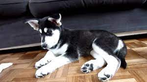 Th husky akita mix is a unique cross between the ancient japanese guarding royal dog akita and the active and athletic escape artist siberian husky. Noshie Mix Akita Inu Husky White Shepherd Youtube