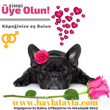 Havlatavla Com Kopegime Es Ariyorum Home Facebook