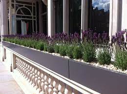Matt Grey Glass Fibre Window Boxes Planted With French Lavender With Stones As A Surface Dressing Window Box Plants Window Boxes Outdoor Decor