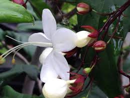 Image result for Clerodendrum silvanum