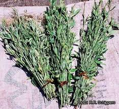 Image result for Crotalaria anthyllopsis